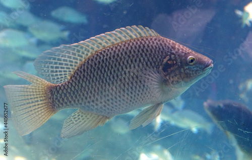Canvas Print Close up of a while tilapia inside a fish tank