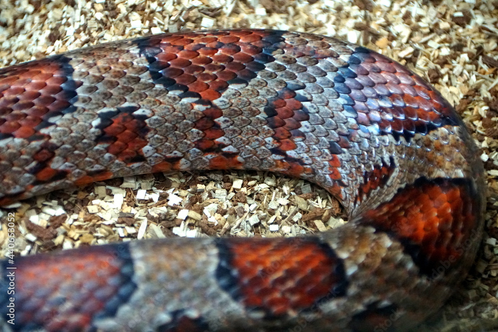 Fototapeta premium Beautiful patterns of Corn Snake, originally from Southeastern United States of America
