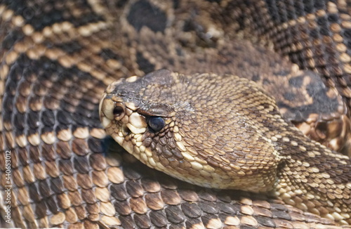 Close up of the beautiful patterns of Eastern Diamondback Rattlesnake