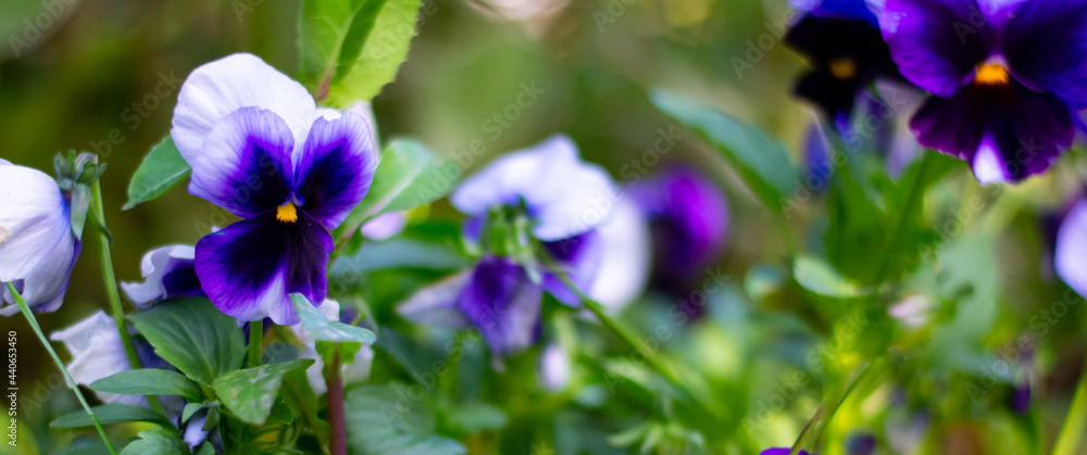 Viola flowers are purple. Horizontal banner with blurred background.