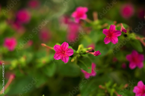 Mirabilis Jalapa pink flower in summer garden, Mirabilis Jalapa, mirabilis Jalapa in summer garden, Single pink flower of Mirabilis Jalapa in September, Pair of bright pink flowers of Mirabilis Jalapa