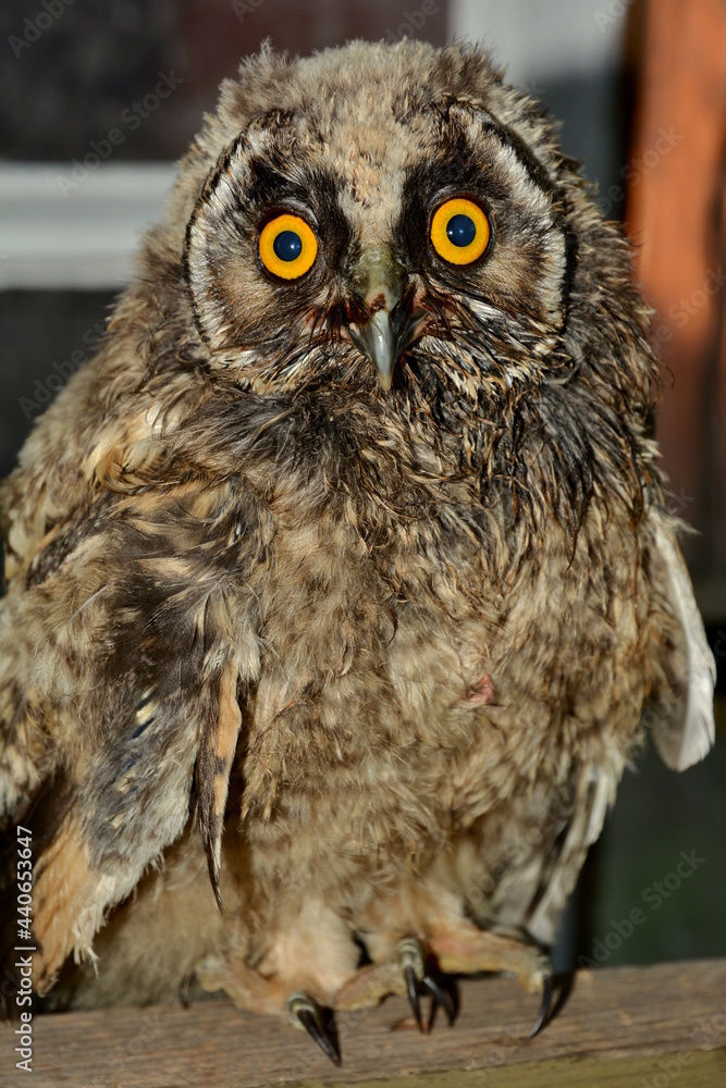 Fototapeta premium Owl