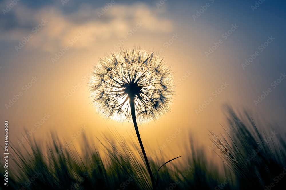 Silhouette of a dandelion on the background of a sunny sunset in a field of grass. Nature and wildflowers.