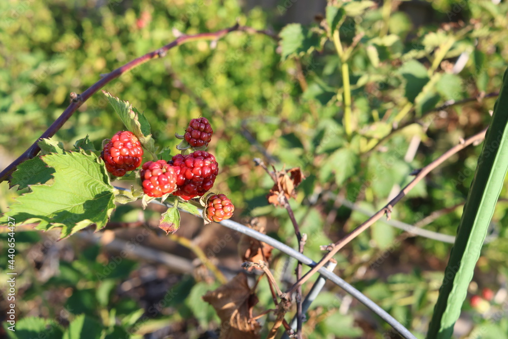 Obraz premium red berries of viburnum