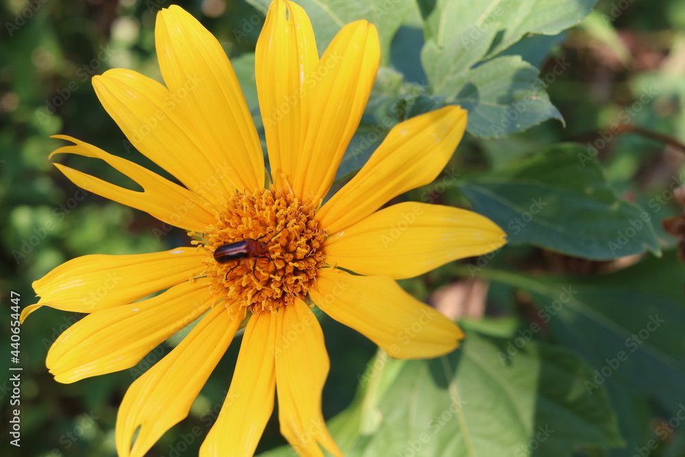 yellow flower on the background yellow flower on the background