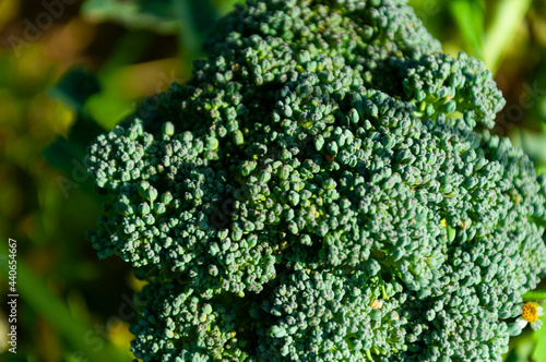 Green inflorescences of broccoli cabbage close-up in the garden on a sunny day. Natural background with selective focus on the greens of broccoli.