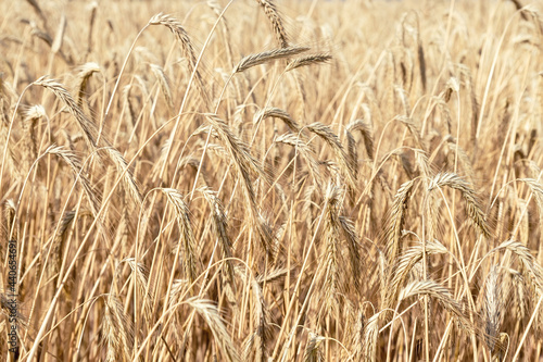 Close-up texture pattern view of ripe golden organic wheat stalk field landscape on bright sunny summer day. Cereal crop harvest growth background. Agricultural agribuisness business concept
