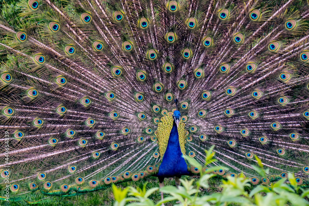Obraz premium photo of a peacock fluffing its tail in nature