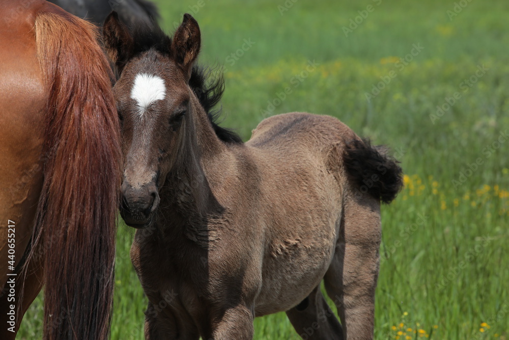 Portrait Little Foal With Mother Horse Mare Outdoors Summer Close.Mom And Cub On The Meadow Portrait Little Foal With Mother Horse Mare Outdoors Summer Close.Mom And Cub On The Meadow