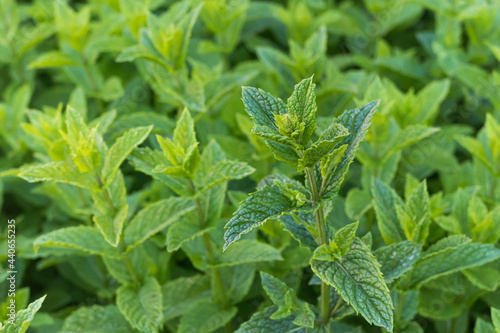 Photos spearmint plant growing outdoors Mentha spicata