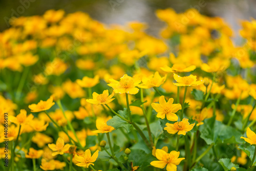 Flowers from the Krakow botanical garden