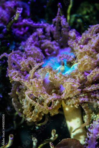Green pacific rim anemone - saltwater tank 