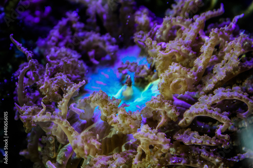 Green pacific rim anemone - saltwater tank 