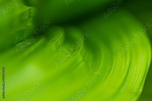 Green leaf of veratrum nigrum