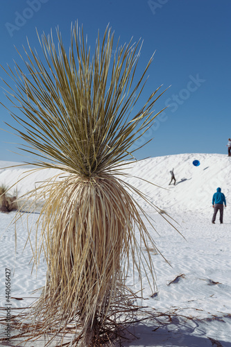 Vertical picture of a dry yucca plant in the white sands in a desert over the background on dune with people there. White Sands National park, NM, USA photo