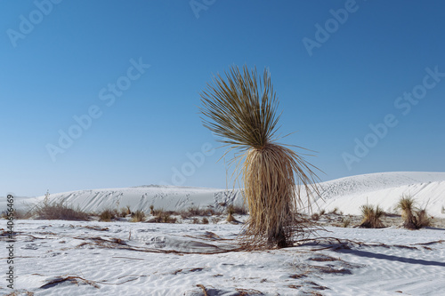 Dry yucca plant in the white sands of desert of White Sands National park, NM, USA photo