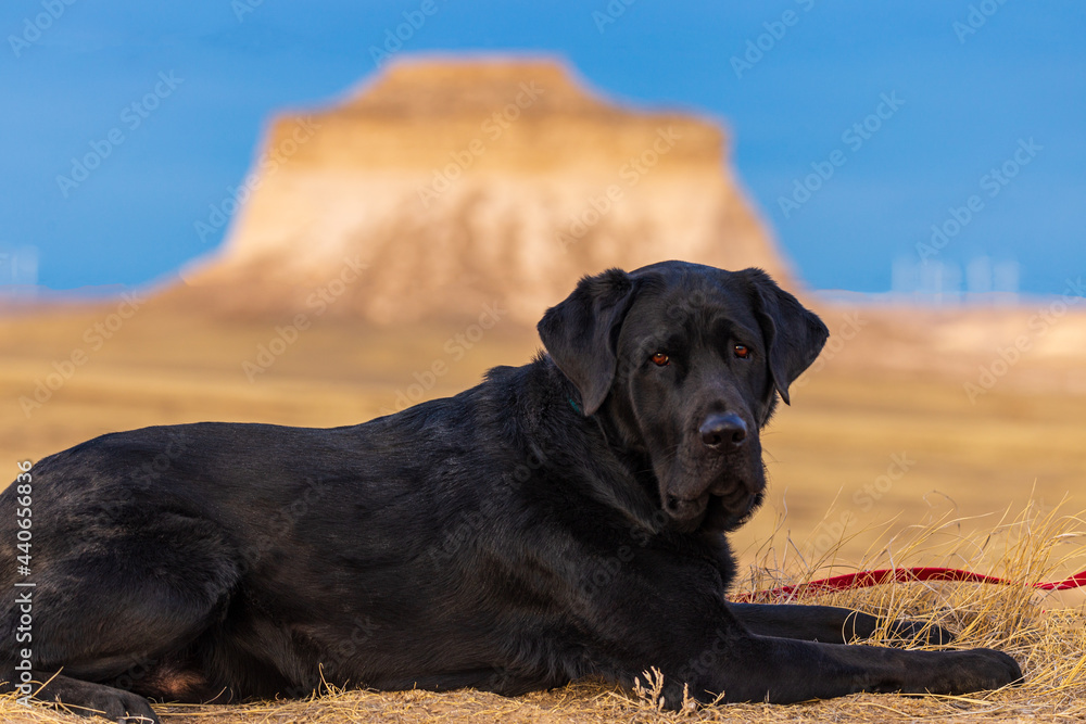 Black labrador retriever dog lays in the dirt at Pawnee National Grasslands with the Pawnee butte off in the distance and blue skies overhead. Black labrador retriever dog lays in the dirt at Pawnee National Grasslands with the Pawnee butte off in the distance and blue skies overhead.