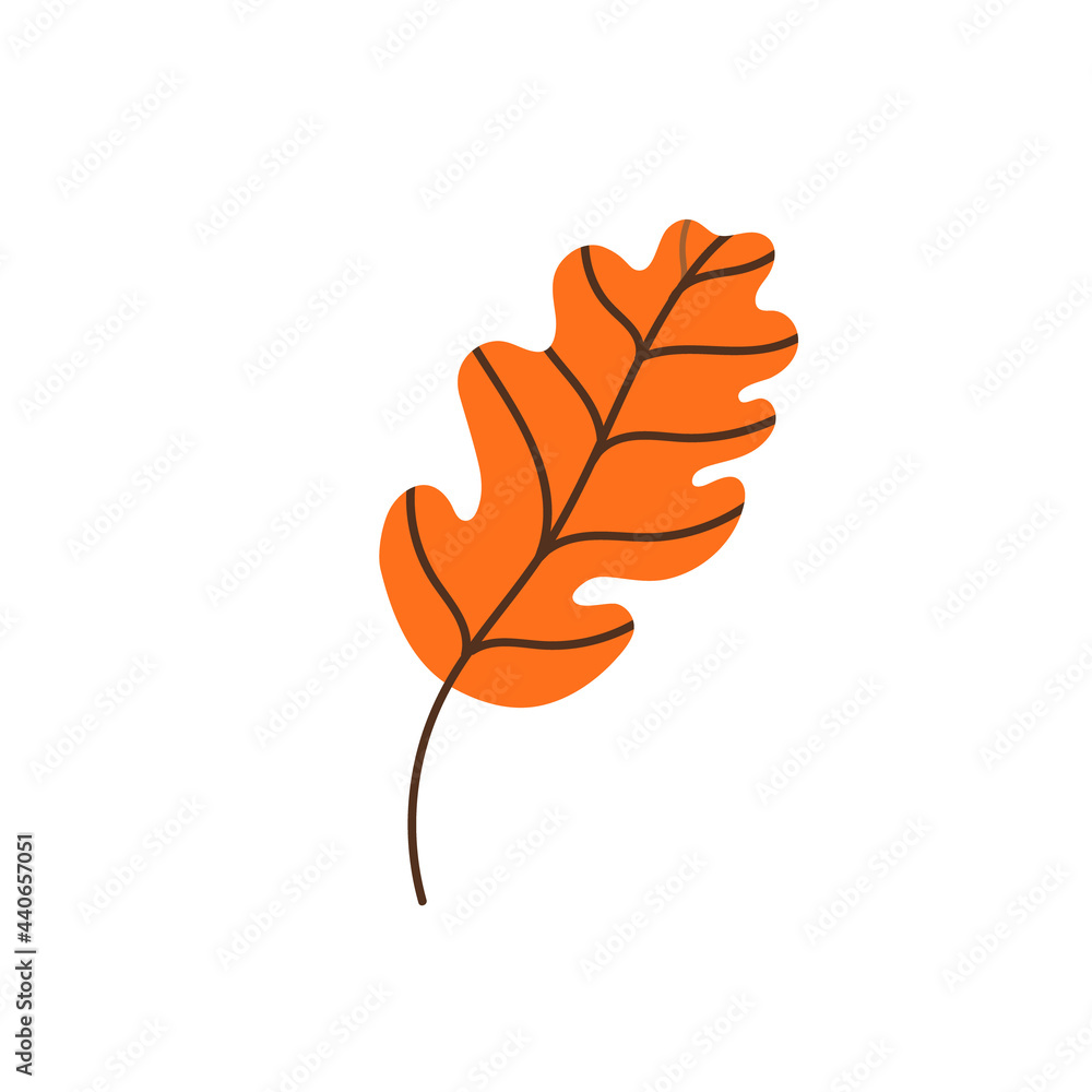 Obraz premium Fallen oak leaf isolated on a white background