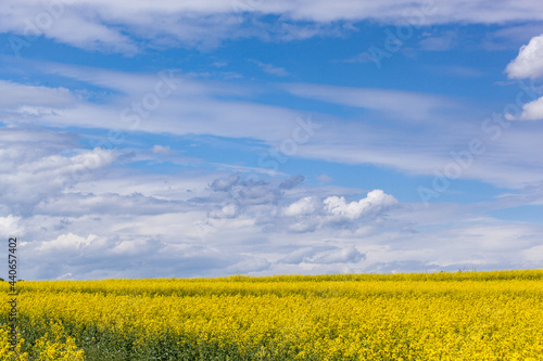 The rapeseed field blooms with bright yellow flowers on blue sky