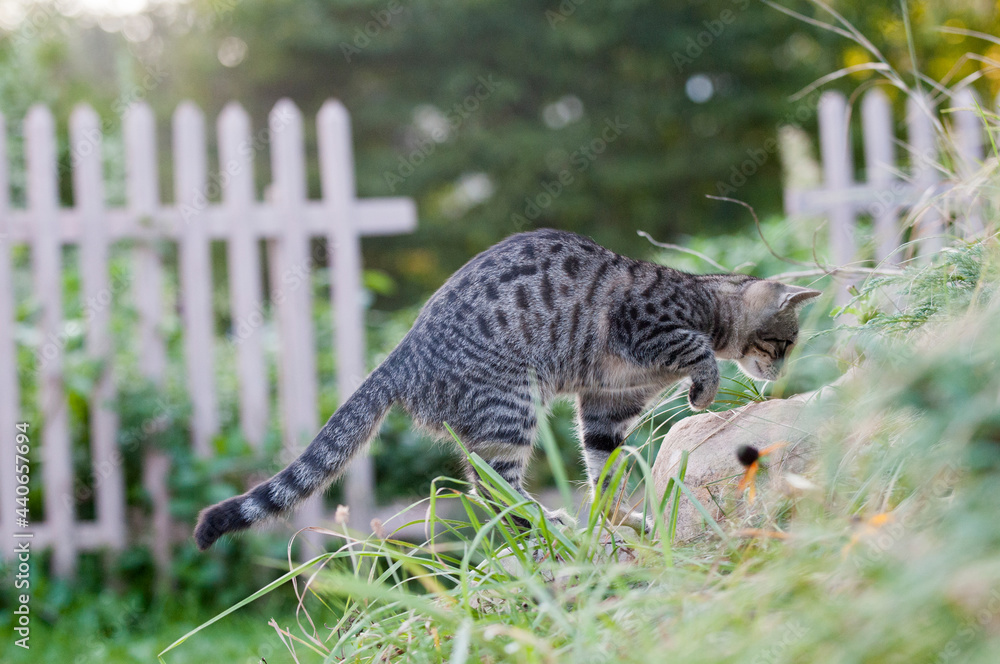 polujący kot w ogrodzie - obrazy, fototapety, plakaty 