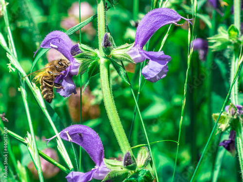 Summer bees on purple flower