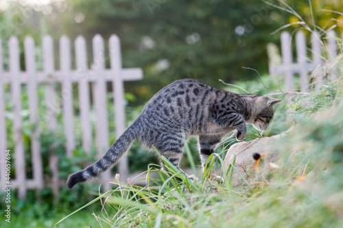 polujący kot w ogrodzie
