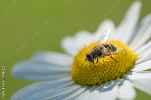 pszczoła siedząca na płatku kwiatowym