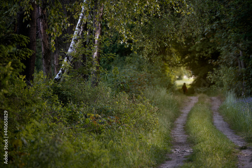 Fototapeta Naklejka Na Ścianę i Meble -  droga w lesie z sylwetką człowieka w dalszym planie