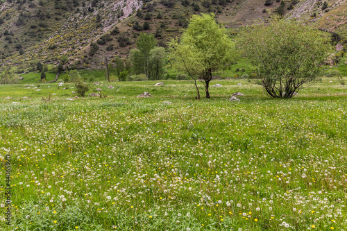 Wallpaper Mural Meadow in Urech valley near Artush village in Fann mountains, Tajikistan Torontodigital.ca