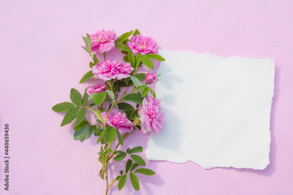 Blank paper card mockup on pink pastel background and purple rose flowers. Top view 