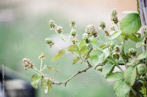 Producing blackberry plant in late spring / early summer 