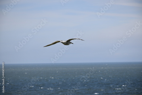Seagulls and other birds flying around the dune areas in Zeeland  The Netherlands