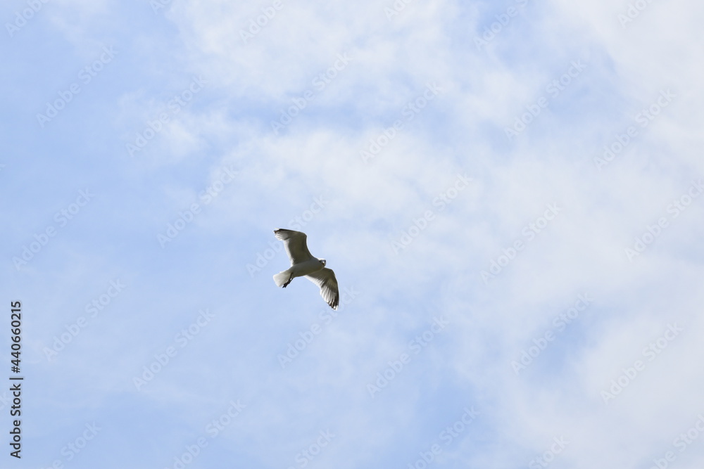 Seagulls and other birds flying around the dune areas in Zeeland, The Netherlands