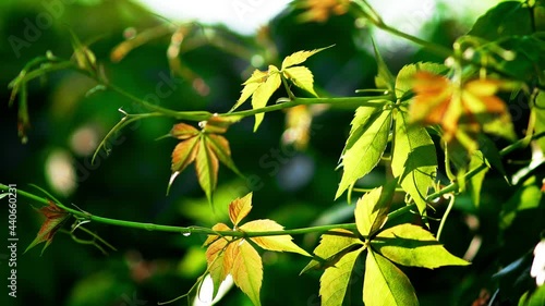 Close-up against sun. Decorative woodbine grapes after rain. Green leaves of maiden grapes in summer. Parthenocissus inserta. Thicket creeper vines. Climbing sprawling woody vine liana.Young shoots