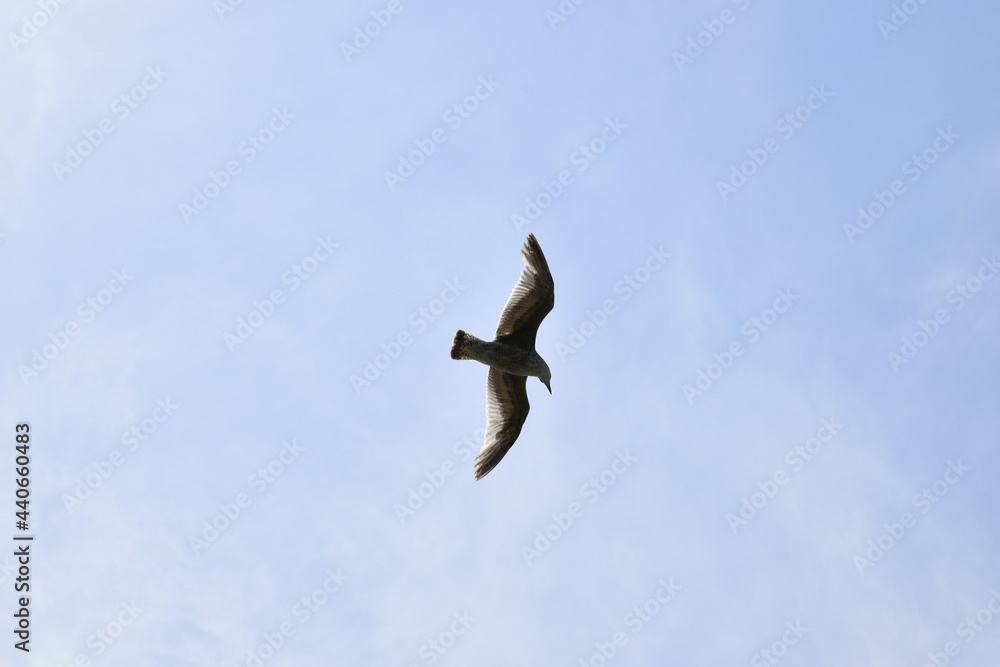 Seagulls and other birds flying around the dune areas in Zeeland, The Netherlands Seagulls and other birds flying around the dune areas in Zeeland, The Netherlands