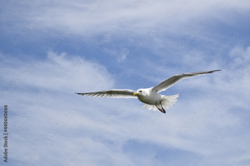 Seagulls and other birds flying around the dune areas in Zeeland, The Netherlands Seagulls and other birds flying around the dune areas in Zeeland, The Netherlands