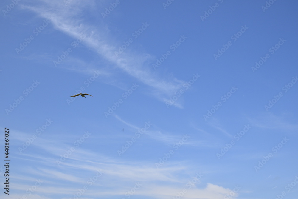 Seagulls and other birds flying around the dune areas in Zeeland, The Netherlands