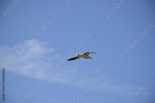 Seagulls and other birds flying around the dune areas in Zeeland, The Netherlands © NANOGRAM.photography