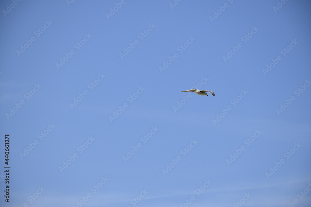 Seagulls and other birds flying around the dune areas in Zeeland, The Netherlands Seagulls and other birds flying around the dune areas in Zeeland, The Netherlands