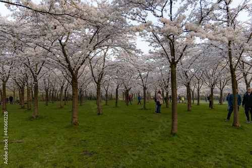 blossom in spring