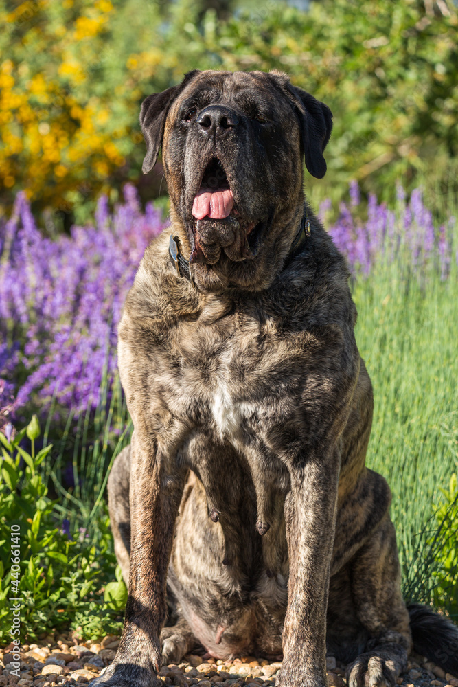 Brindle mastiff sits in a field of green and purple flowers