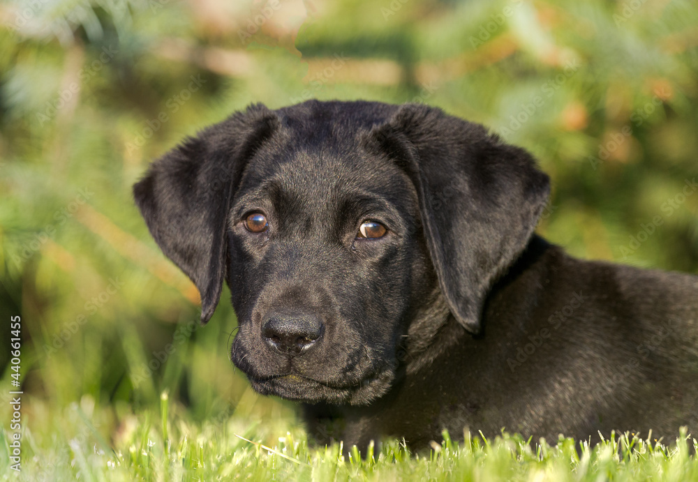Cute and charming black labrador retriever puppy lays down in the grass and is looking directly at the camera