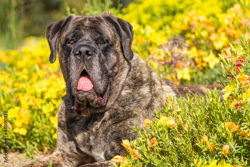 Brindle mastiff lays down in a field of yellow and orange flowers