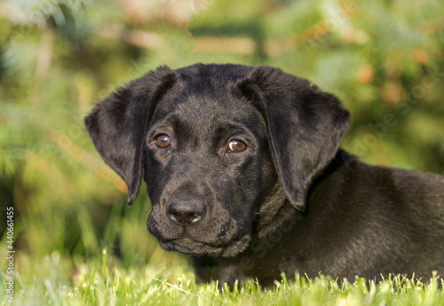 Cute and charming black labrador retriever puppy lays down in the grass and is looking directly at the camera