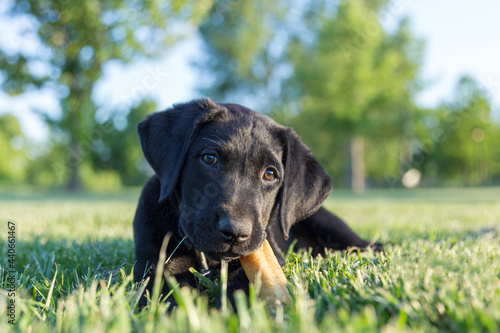 Precious black labrador retriever puppy lays down in green grass with several trees in the background. The puppy is chewing on a bone with a slight head tilt.