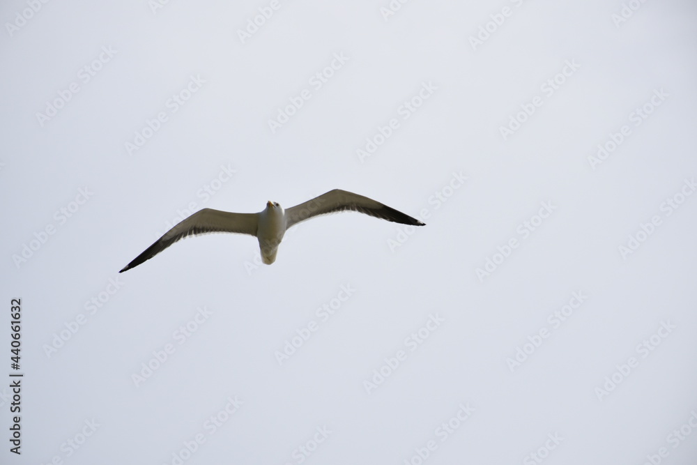 Obraz premium Seagulls and other birds flying around the dune areas in Zeeland, The Netherlands