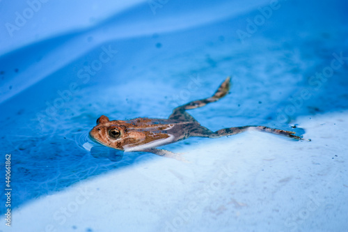 Floating toad in a pool  photo