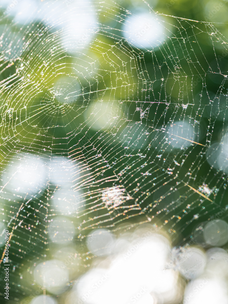 Big fragile spider web at summer sunset. Defocused green leaves as background. Sun shines through fresh tree foliage.