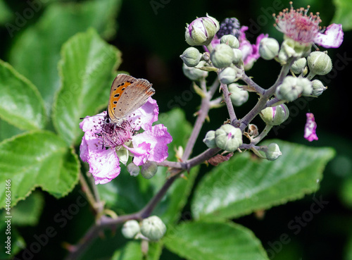 A close up photo of a Lycaena helle photo