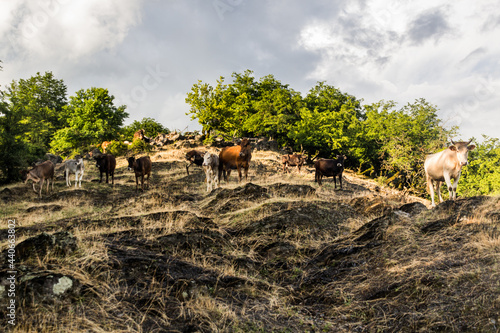 Herd of cows near Zaqatala, Azerbaijan photo